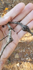Zapatella quercusmedullae