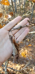 Zapatella quercusmedullae