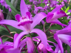 Bletilla striata