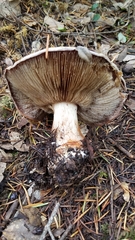 Cortinarius cacodes