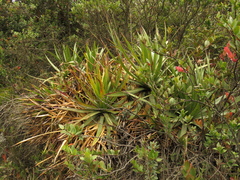 Puya nitida