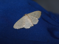 Idaea ptyonopoda
