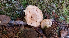 Lactarius subvillosus