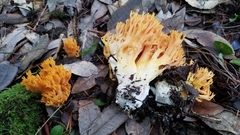Ramaria sandaracina