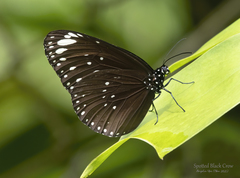 Euploea crameri bremeri