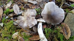 Tricholoma mutabile