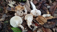 Tricholoma apium