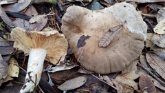 Lactarius pallidiolivaceus