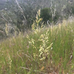 Poa secunda