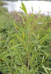Salix vinogradovii