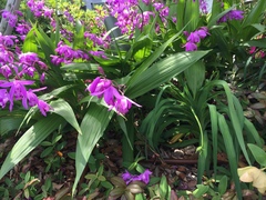 Bletilla striata