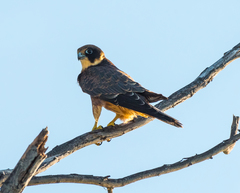 Australian Hobby photo 2