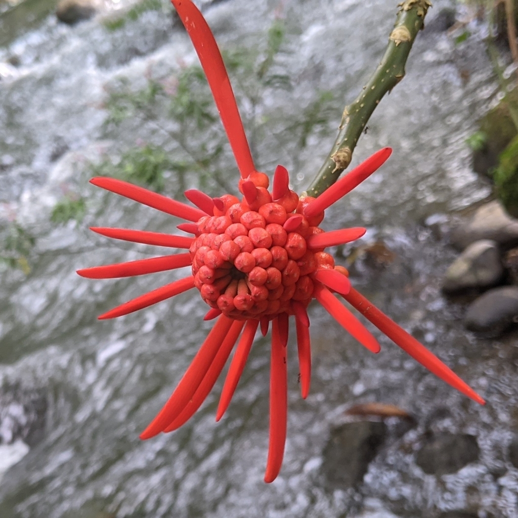 Erythrina gibbosa