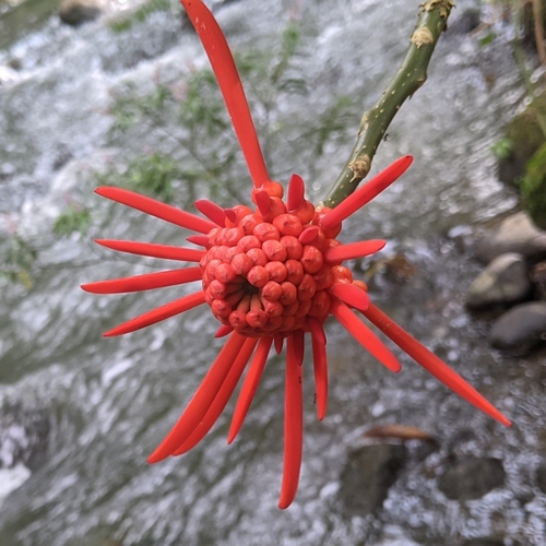 Erythrina gibbosa