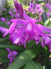 Bletilla striata