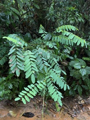 Barbieria pinnata