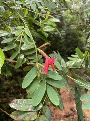 Barbieria pinnata