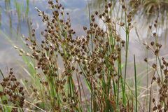 Juncus oxycarpus