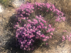 Limonium capense