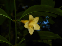 Tachia grandiflora