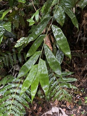 Olyra latifolia