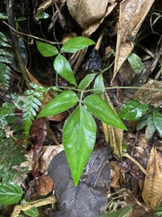 Desmodium axillare