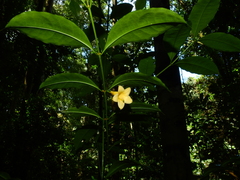 Tachia grandiflora