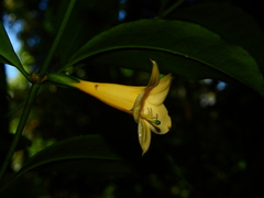 Tachia grandiflora