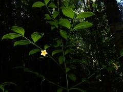 Tachia grandiflora