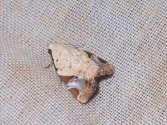 Pseudeustrotia semialba