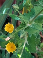 Sonchus oleraceus