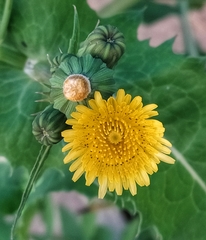 Sonchus oleraceus