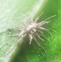 Ophiocordycipitaceae