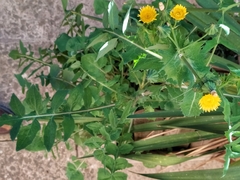 Sonchus oleraceus