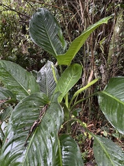 Dieffenbachia seguine