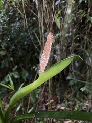 Dieffenbachia seguine