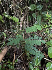 Barbieria pinnata