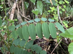 Barbieria pinnata