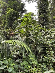 Costus guanaiensis macrostrobilus