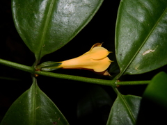 Tachia grandiflora