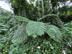 Cyathea arborea