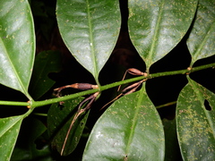 Tachia grandiflora