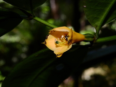 Tachia grandiflora