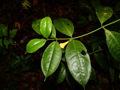 Tachia grandiflora