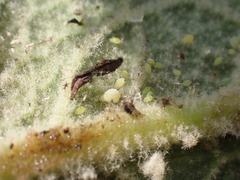 Aphis verbasci