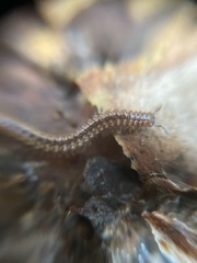 Craspedosomatidae