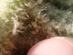 Aphis verbasci
