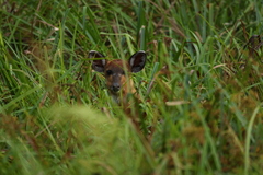 Tragelaphus spekii gratus