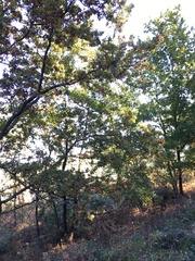 Quercus robur