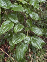 Dioscorea alata